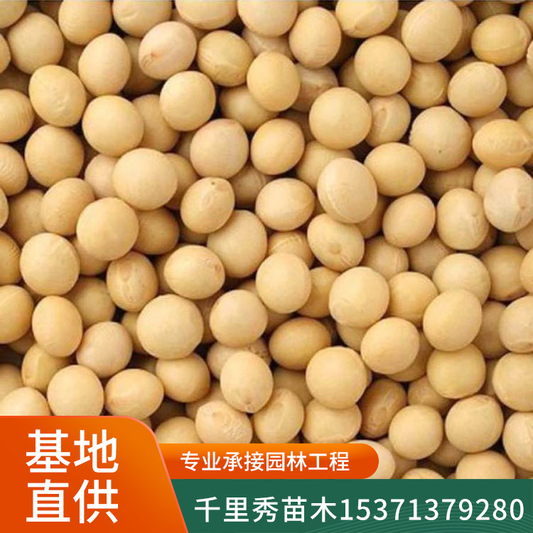黄豆