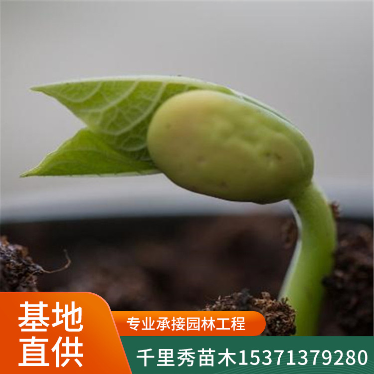 黄豆3