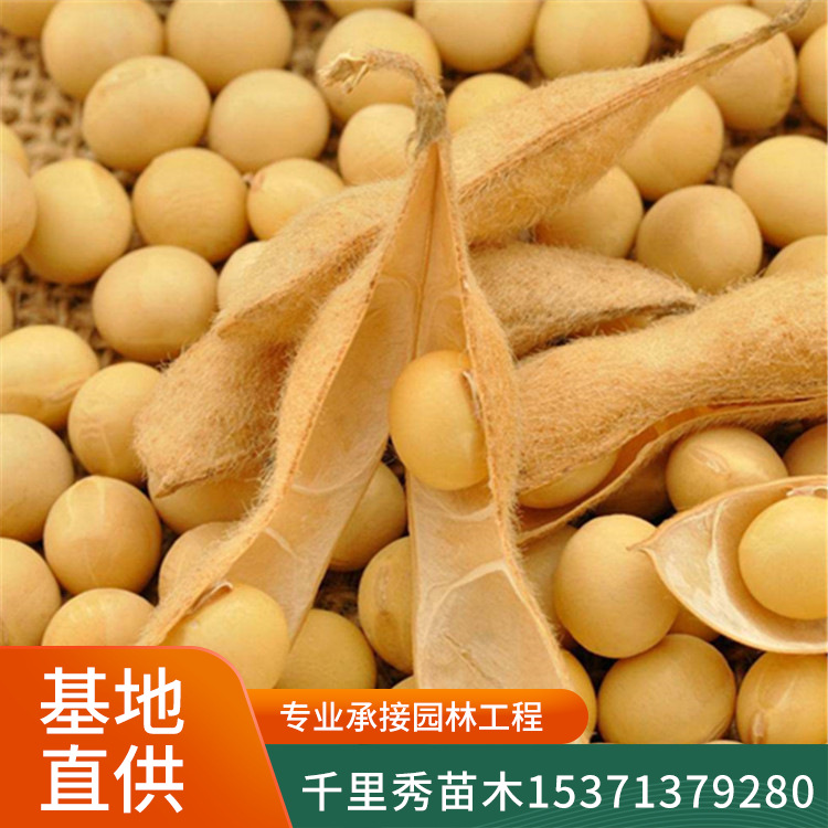 黄豆1