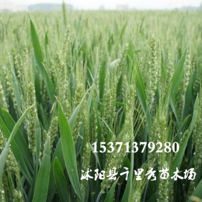 批发黑小麦种子益寿麦猫草种子耐晚茬耐寒抗倒伏抗病虫害抗干旱图5