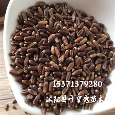 批发黑小麦种子益寿麦猫草种子耐晚茬耐寒抗倒伏抗病虫害抗干旱