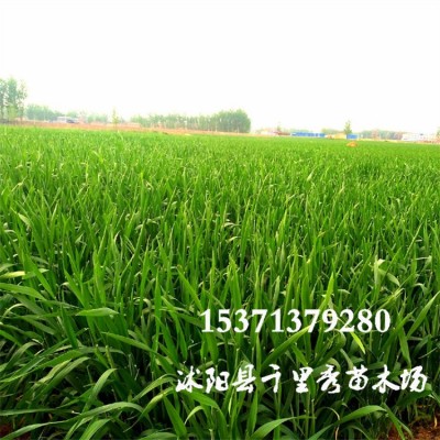 批发黑小麦种子益寿麦猫草种子耐晚茬耐寒抗倒伏抗病虫害抗干旱图3