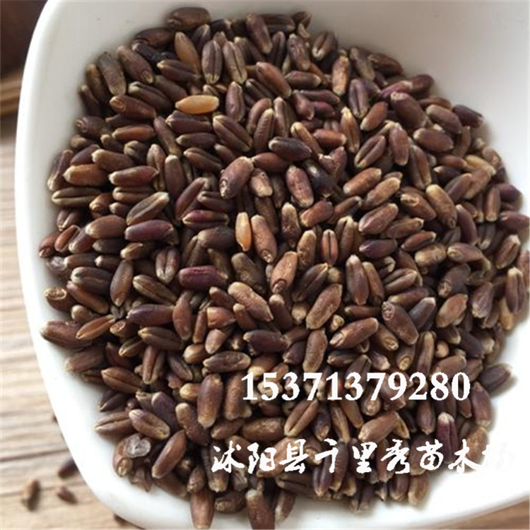 黑小麦1