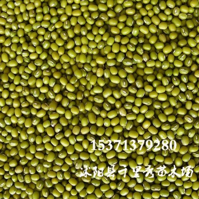 批发绿豆种子中绿豆小绿豆 绿豆芽食用特色高产蔬菜芽苗菜种子图2