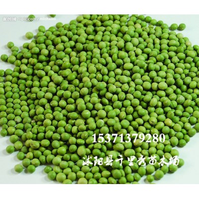 批发绿豆种子中绿豆小绿豆 绿豆芽食用特色高产蔬菜芽苗菜种子图5