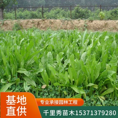 批发菊苣草种子将军菊苣牧草苦苣苦菜卡斯尼皱叶苦苣明目菜咖啡萝图4