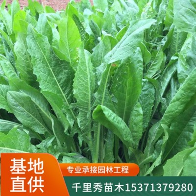 批发菊苣草种子将军菊苣牧草苦苣苦菜卡斯尼皱叶苦苣明目菜咖啡萝图5