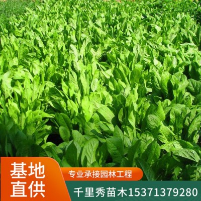 批发菊苣草种子将军菊苣牧草苦苣苦菜卡斯尼皱叶苦苣明目菜咖啡萝图3