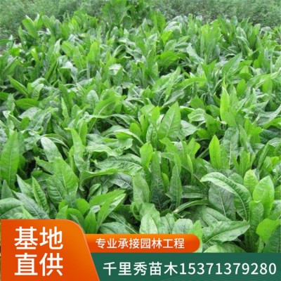批发菊苣草种子将军菊苣牧草苦苣苦菜卡斯尼皱叶苦苣明目菜咖啡萝图2