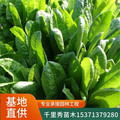 批发菊苣草种子将军菊苣牧草苦苣苦菜卡斯尼皱叶苦苣明目菜咖啡萝