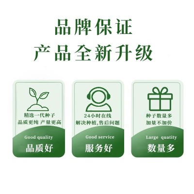 本地高产特大粒蚕豆种子阳台蔬菜种孑子种植菜种籽大全四季图2