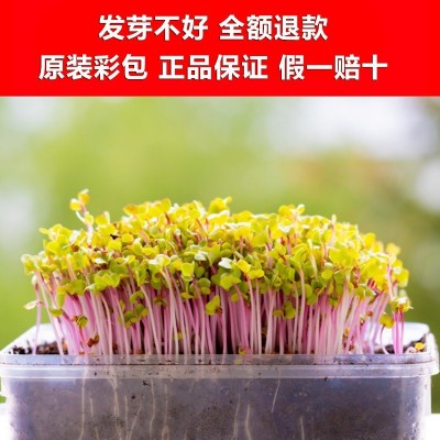 本地高产特大粒蚕豆种子阳台蔬菜种孑子种植菜种籽大全四季图3