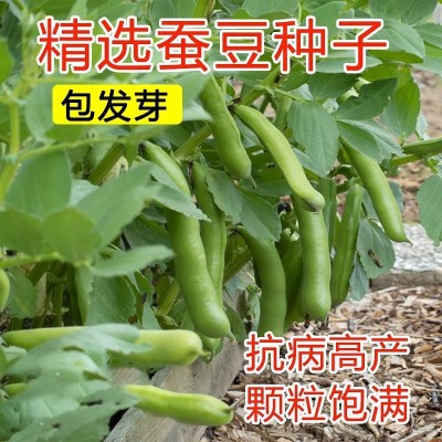 本地高产特大粒蚕豆种子阳台蔬菜种孑子种植菜种籽大全四季