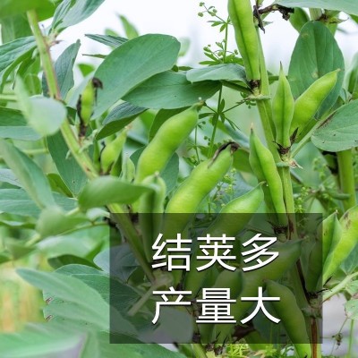 本地高产特大粒蚕豆种子阳台蔬菜种孑子种植菜种籽大全四季图4