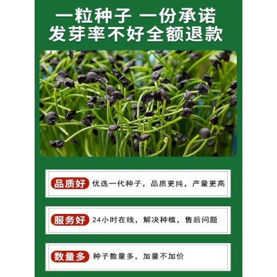 四季小香葱种籽大葱种子种头章丘头洋葱苗家庭蔬菜种孑阳台种植图2