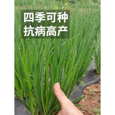 四季小香葱种籽大葱种子种头章丘头洋葱苗家庭蔬菜种孑阳台种植图5