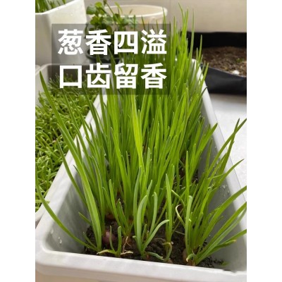 四季小香葱种籽大葱种子种头章丘头洋葱苗家庭蔬菜种孑阳台种植图3