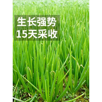 四季小香葱种籽大葱种子种头章丘头洋葱苗家庭蔬菜种孑阳台种植图4
