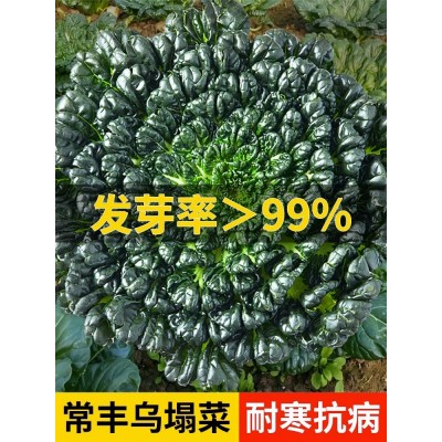 奶油黄心白菜乌塌菜种孑雪里金花四季青菜蔬菜种籽子阳台种植大全