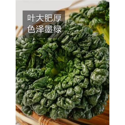 奶油黄心白菜乌塌菜种孑雪里金花四季青菜蔬菜种籽子阳台种植大全图2