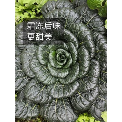 奶油黄心白菜乌塌菜种孑雪里金花四季青菜蔬菜种籽子阳台种植大全图3