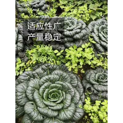 奶油黄心白菜乌塌菜种孑雪里金花四季青菜蔬菜种籽子阳台种植大全图4
