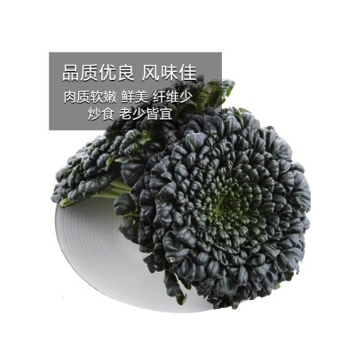 奶油黄心白菜乌塌菜种孑雪里金花四季青菜蔬菜种籽子阳台种植大全图5