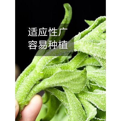 水晶冰菜种籽新鲜秋后沙拉菜苗种子四季蔬菜种孑阳台种植大全图4