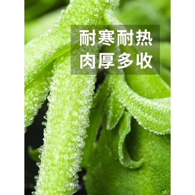 水晶冰菜种籽新鲜秋后沙拉菜苗种子四季蔬菜种孑阳台种植大全图2
