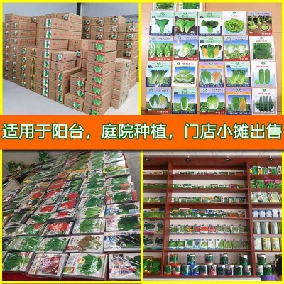 四季蔬菜种子厂家直销菜种子大量批发地摊上海青小葱香菜生菜籽图5