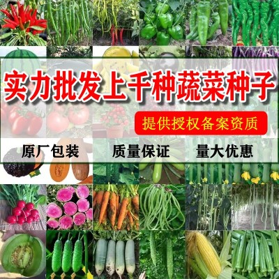 四季蔬菜种子厂家直销菜种子大量批发地摊上海青小葱香菜生菜籽图3