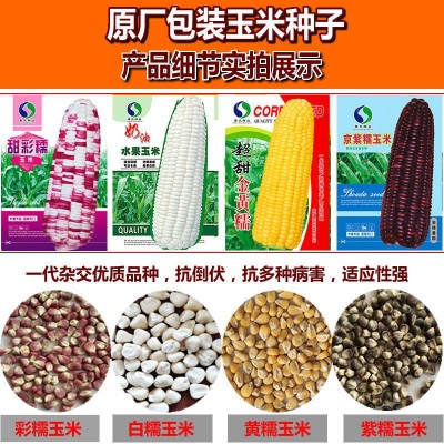 甜糯高产玉米种子批发水果玉米种子厂家直销白糯彩爆花黑红玉米种图2