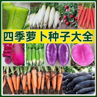 厂家直销秋冬四季白菜萝卜种子批发地摊菜籽批发芥菜种子蔬菜种子图2