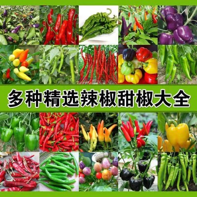 辣椒种子批发朝天椒种籽五彩椒小米椒高产阳台盆栽四季播种菜种子图2