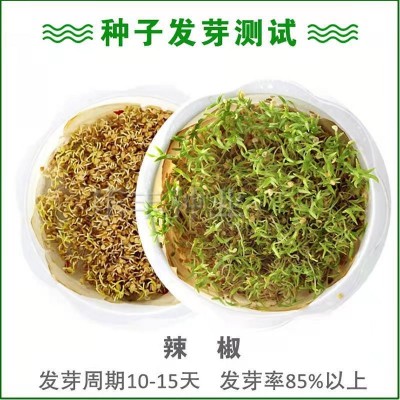辣椒种子批发朝天椒种籽五彩椒小米椒高产阳台盆栽四季播种菜种子图3