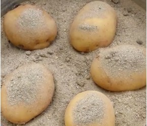 阳台种植土豆并不难，跟我做好这几步，一个塑料瓶就能让你大丰收