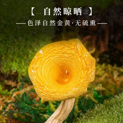鸡油菌源头基地直供云南特产食用菌黄丝菌煲汤榆黄菇干货蘑菇批发图3