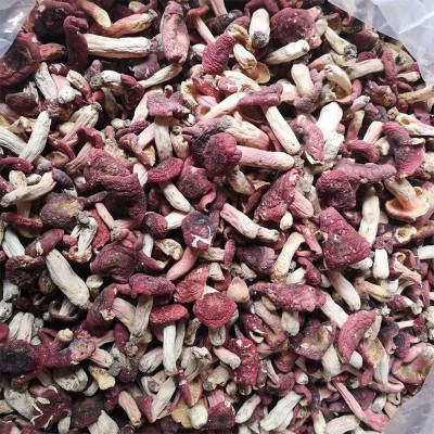红菇菌 云南特产菌菇干货煲汤食材产地货源 批发代发500g 红蘑菇图4