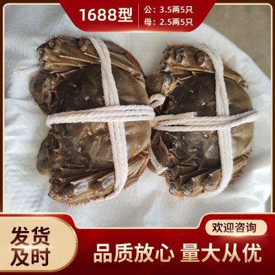 苏州大闸蟹 鲜活螃蟹 中秋蟹卡 中秋礼盒 螃蟹团购 大闸蟹加盟图5