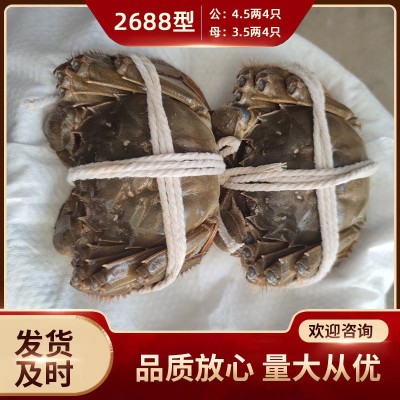 螃蟹大闸蟹阳澄湖镇产地直发社区团购 加盟代理 大闸蟹中秋礼盒