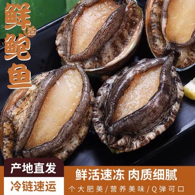 福建新鲜鲜活鲍鱼 福建出货批发水产贝类海鲜 6头-15头大个鲍鱼