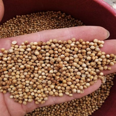 和利农四季香菜种子四季盆栽意大利进口蔬菜种籽孑菜籽芫荽 菜种子图4