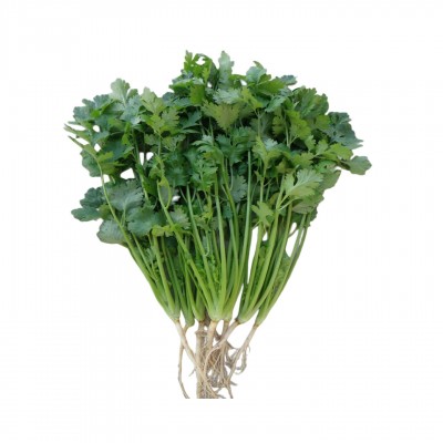 和利农四季香菜种子四季盆栽意大利进口蔬菜种籽孑菜籽芫荽 菜种子图5