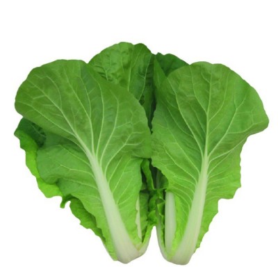 和利农四季快菜种子小白菜菜籽耐热速生快菜种孑阳台蔬菜籽种图5