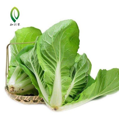和利农四季快菜种子小白菜菜籽耐热速生快菜种孑阳台蔬菜籽种图2