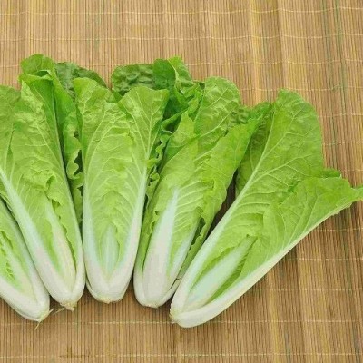 和利农四季快菜种子小白菜菜籽耐热速生快菜种孑阳台蔬菜籽种图3