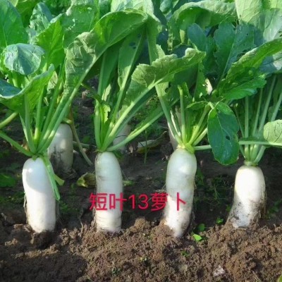 和利农正源火车头短叶13号白萝卜种子夏秋耐热品种批发蔬菜种子图2