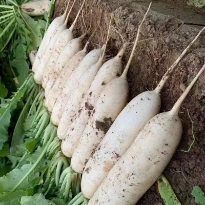 和利农正源火车头短叶13号白萝卜种子夏秋耐热品种批发蔬菜种子图3