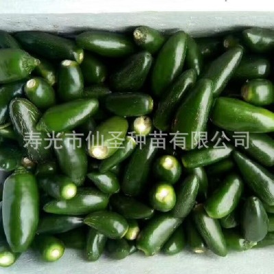 墨西哥椒种子厚皮泡椒种子 1000粒装批发港椒精选小米椒种子港椒图4