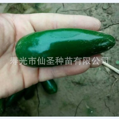 墨西哥椒种子厚皮泡椒种子 1000粒装批发港椒精选小米椒种子港椒图5